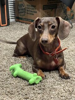 joey therapy dog